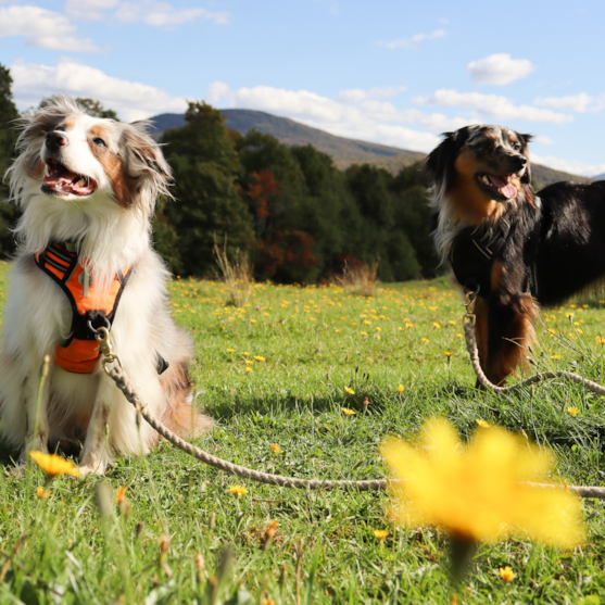 two mini aussie dogs